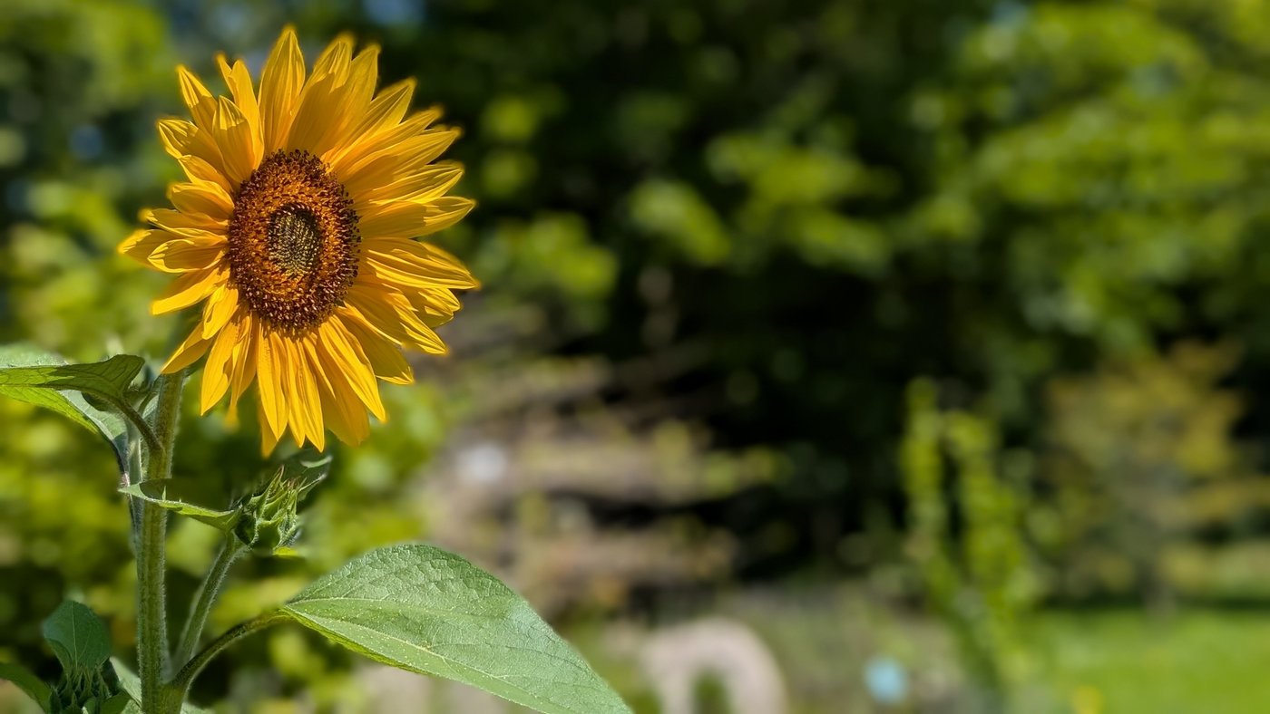 Sonnenblume vor einem Parkhintergrund